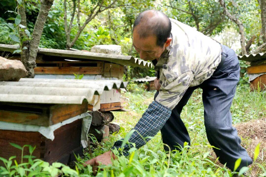 留壩蜂蜜又有新續集了？