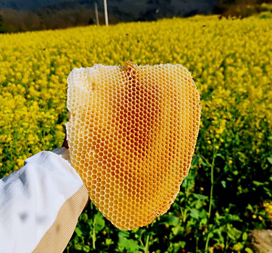 吉林蜂蜜獲國際金獎