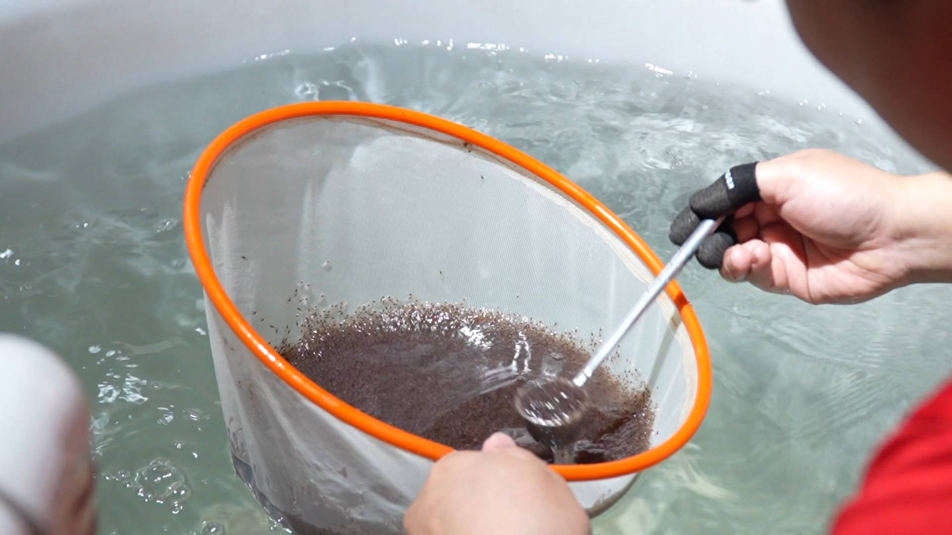 浙江湖州：科技助力 沼蝦出苗迎高峰